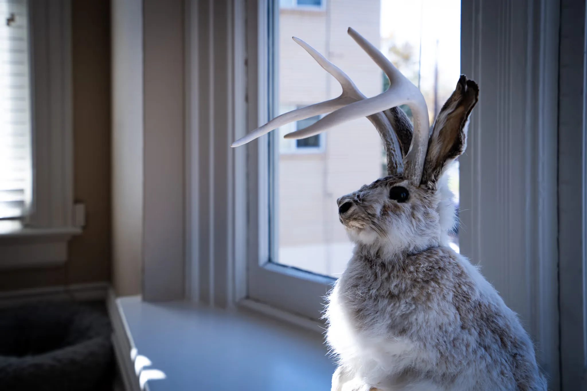 A mounted jackalope with antlers sits on a bright windowsill in Nelson Law Firm's Denver office.